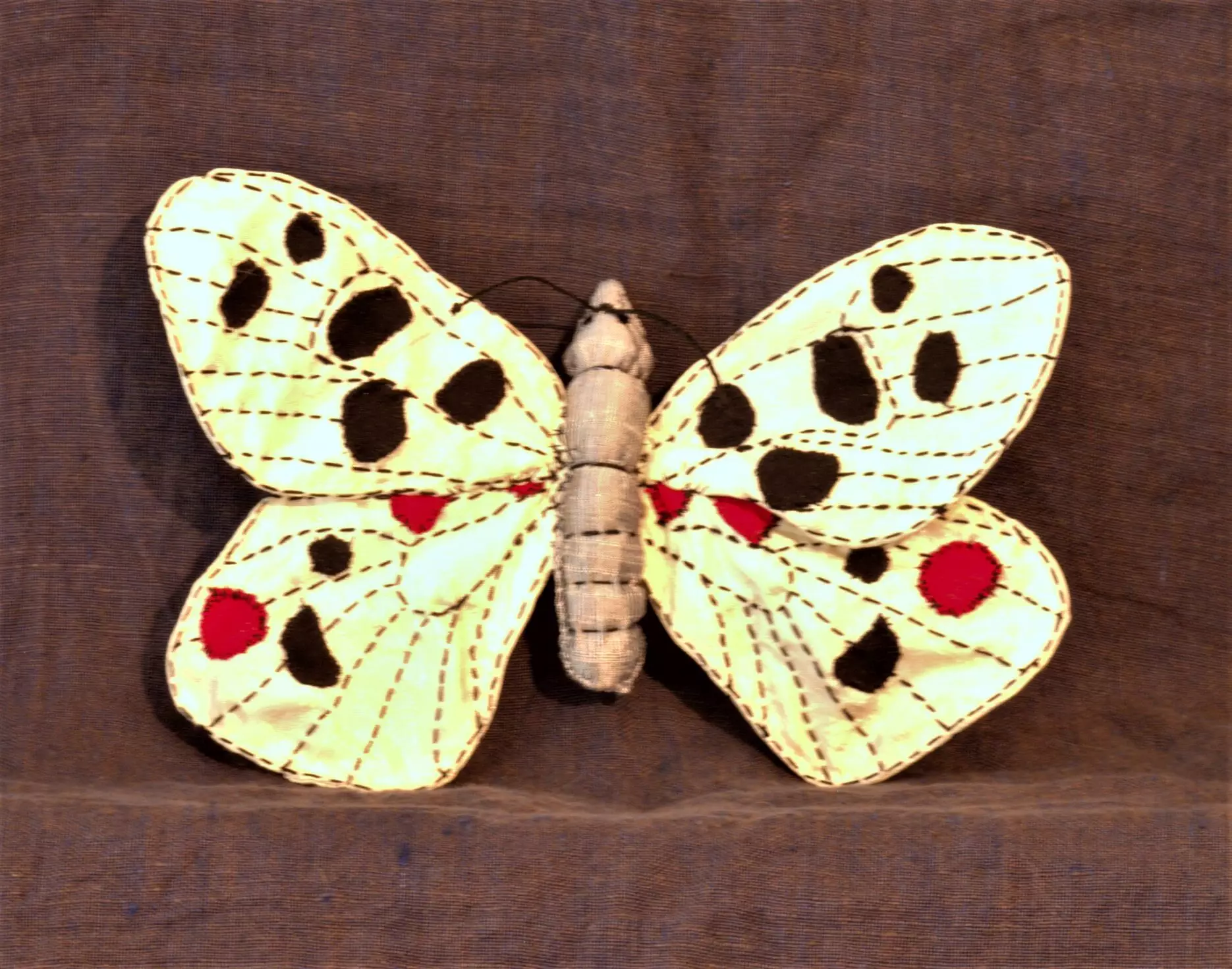 Apollo Butterfly - 2016